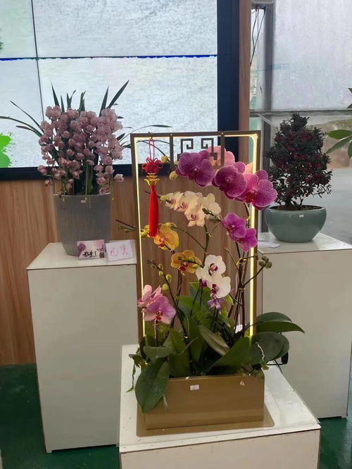 花满金陵，美好生活 2022南京精品年宵花展盛大启幕