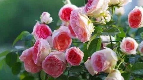 精品花卉推荐 可爱多——粉嫩娇艳，芳香四溢的园艺佳品