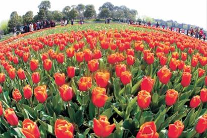 十年砥砺，从荒滩到花港的华丽蝶变