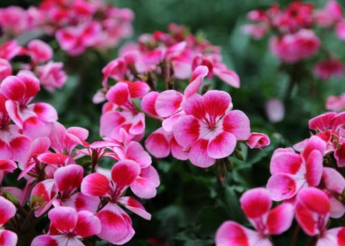 伏天养花不烦恼，这三种花卉耐晒耐热，轻松绽放整个夏天