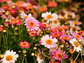 家居装饰中的12种常见美观菊花品种