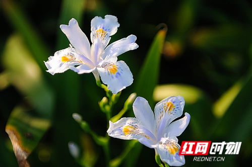 立夏将至，绚烂了整个春天的花影如梦