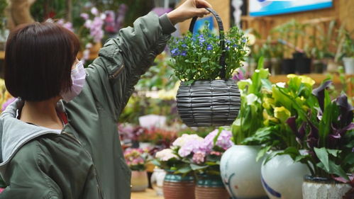 中北镇曹庄花卉市场回暖 产品销售信心十足